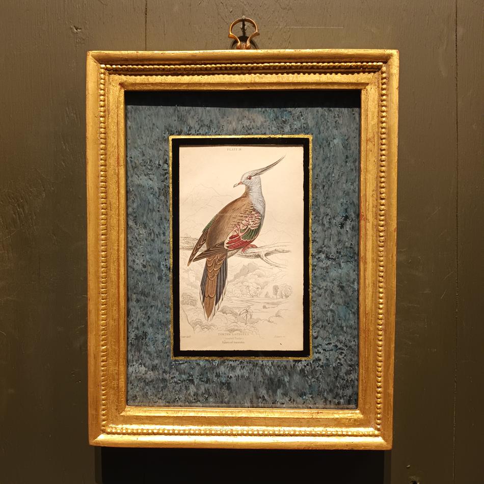 A Set Of 19th Century Framed Bird Engravings By Edward Lear