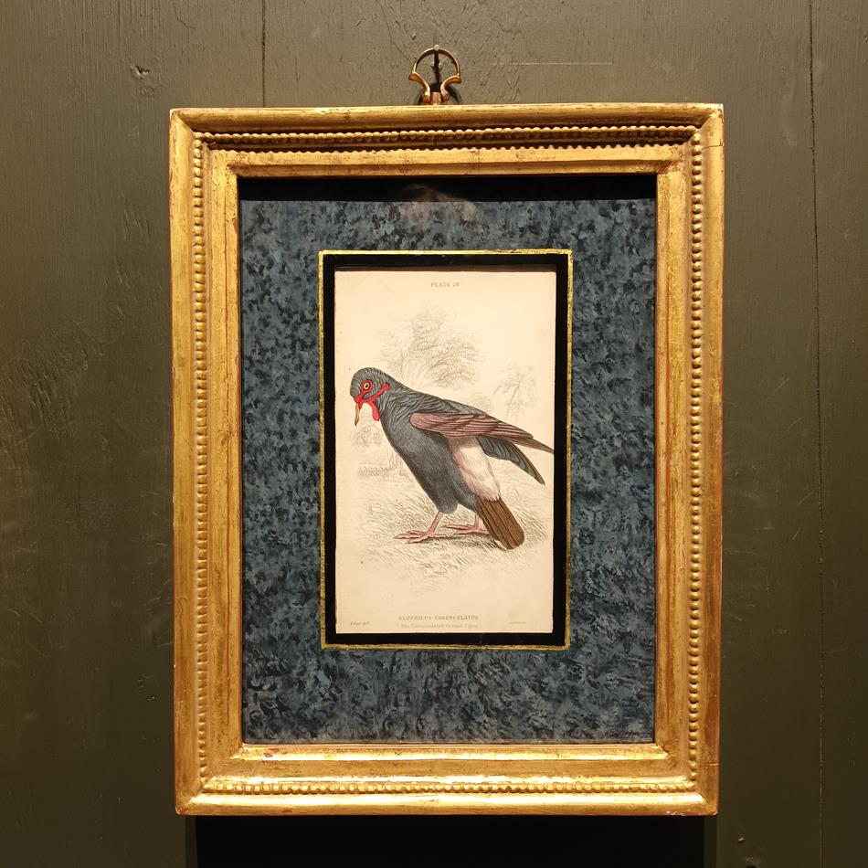 A Set Of 19th Century Framed Bird Engravings By Edward Lear