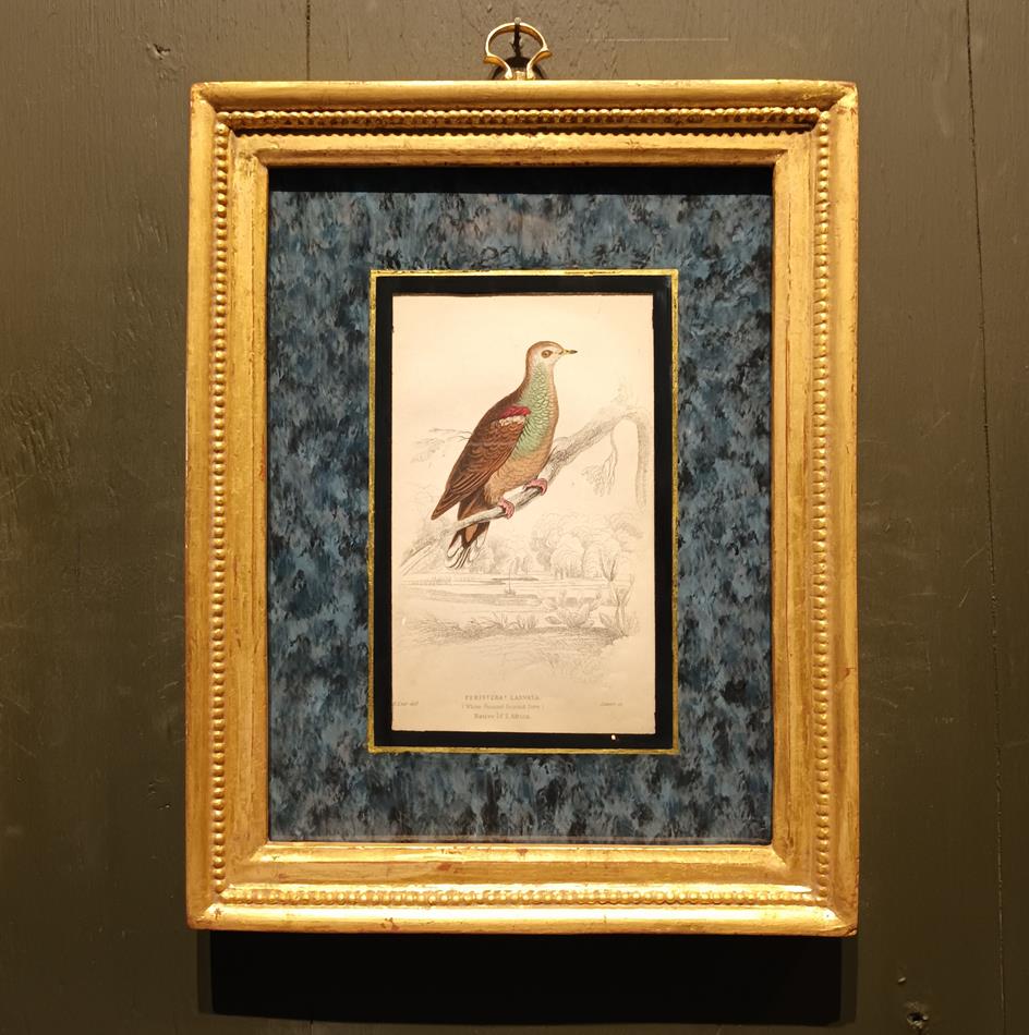 A Set Of 19th Century Framed Bird Engravings By Edward Lear