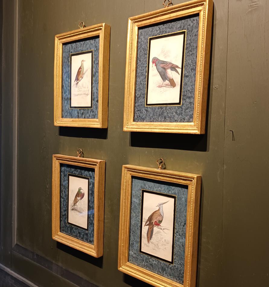 A Set Of 19th Century Framed Bird Engravings By Edward Lear