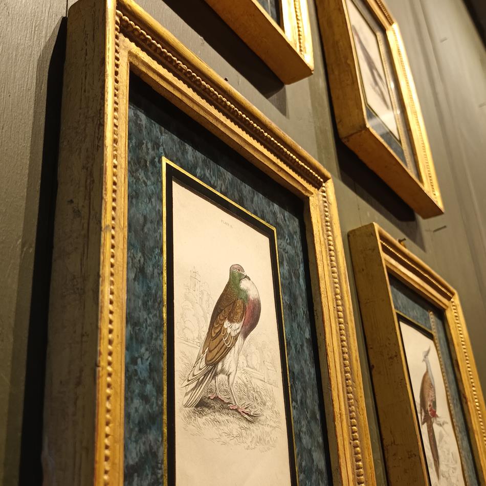 A Set Of 19th Century Framed Bird Engravings By Edward Lear