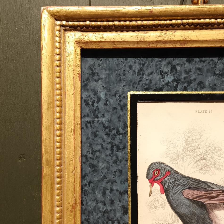 A Set Of 19th Century Framed Bird Engravings By Edward Lear