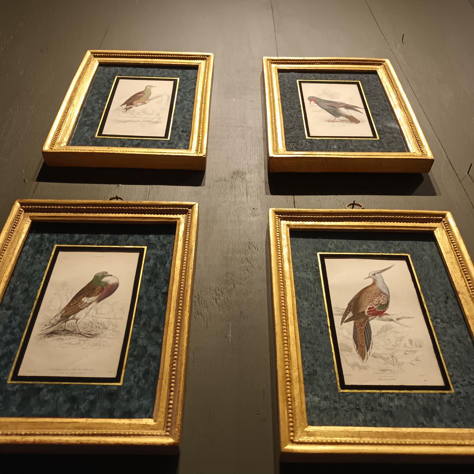 A Set Of 19th Century Framed Bird Engravings By Edward Lear