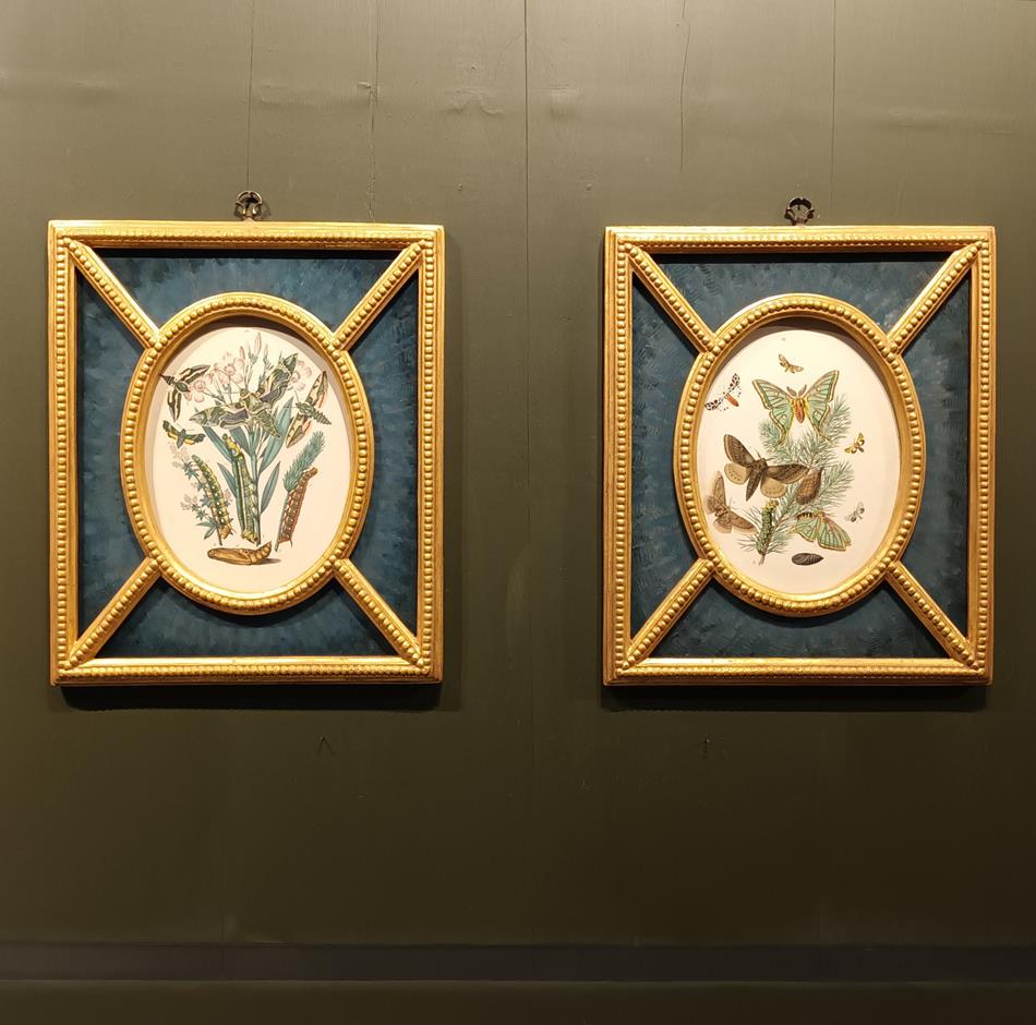 A Pair Of Framed 19th Century Butterfly Prints