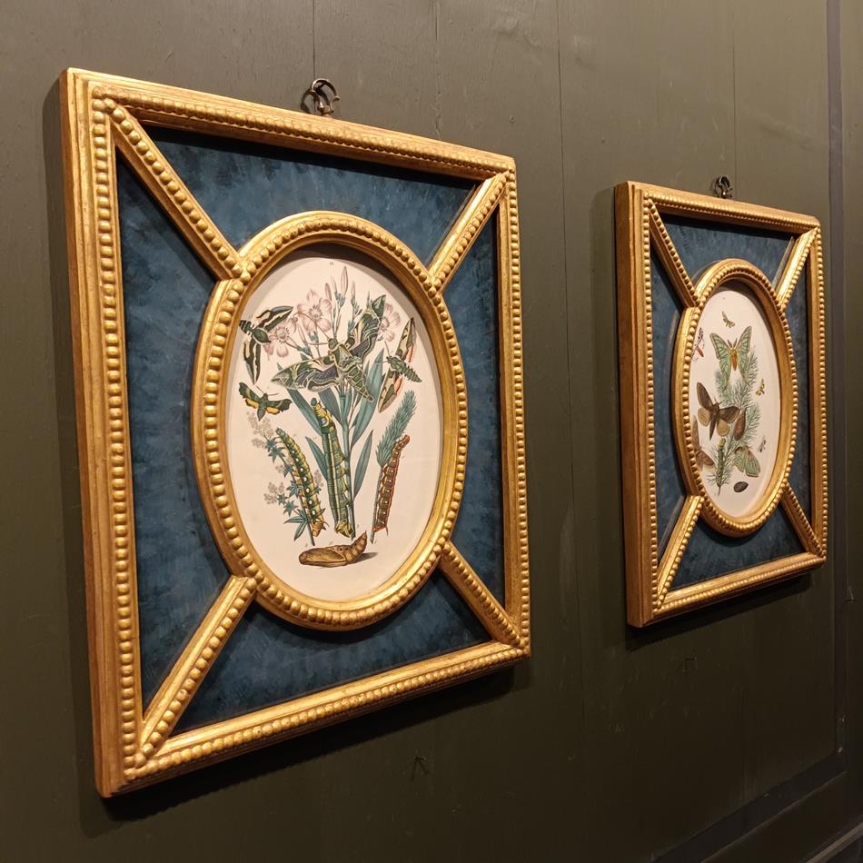 A Pair Of Framed 19th Century Butterfly Prints