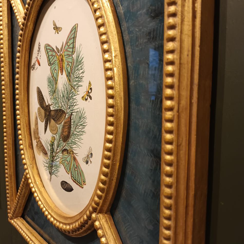 A Pair Of Framed 19th Century Butterfly Prints