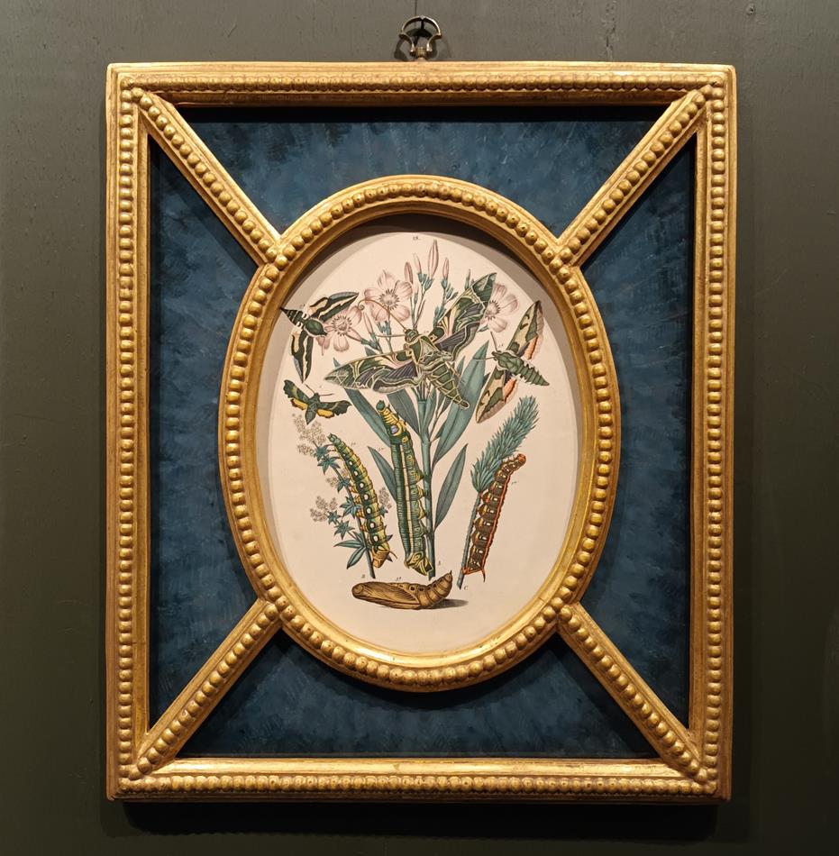 A Pair Of Framed 19th Century Butterfly Prints