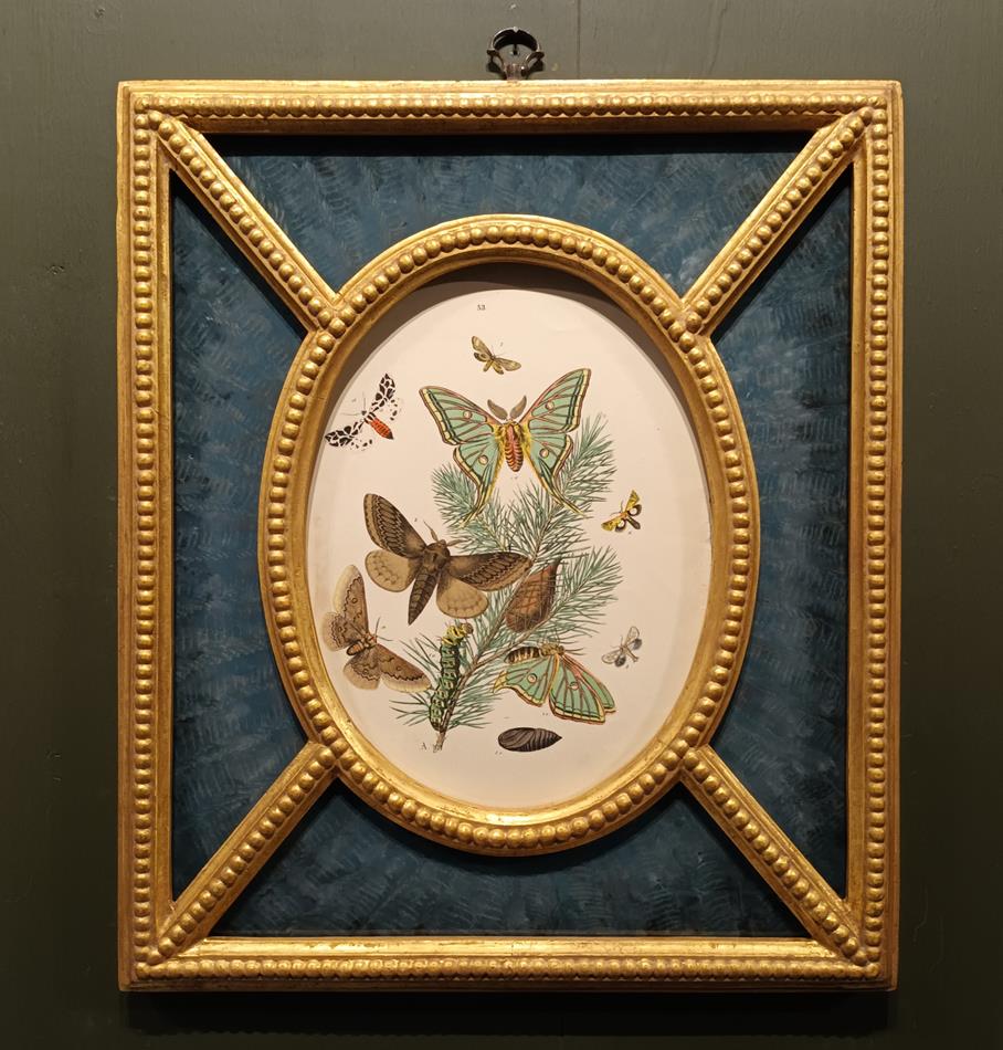A Pair Of Framed 19th Century Butterfly Prints