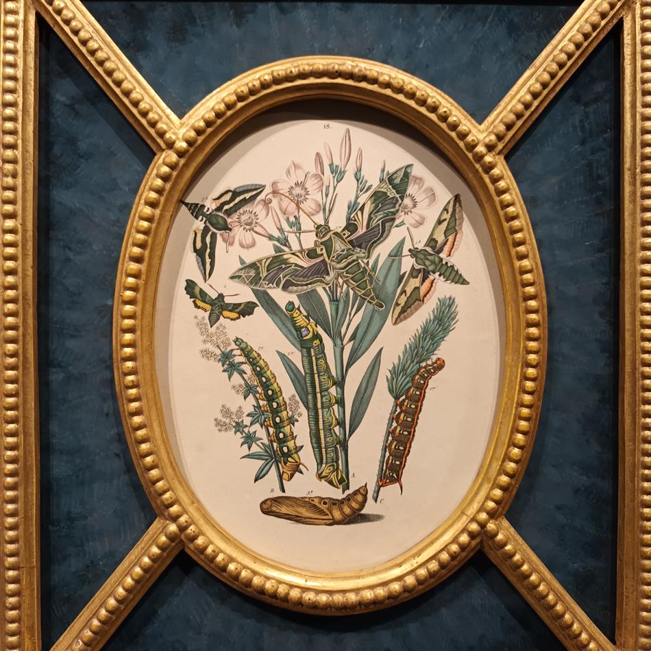 A Pair Of Framed 19th Century Butterfly Prints