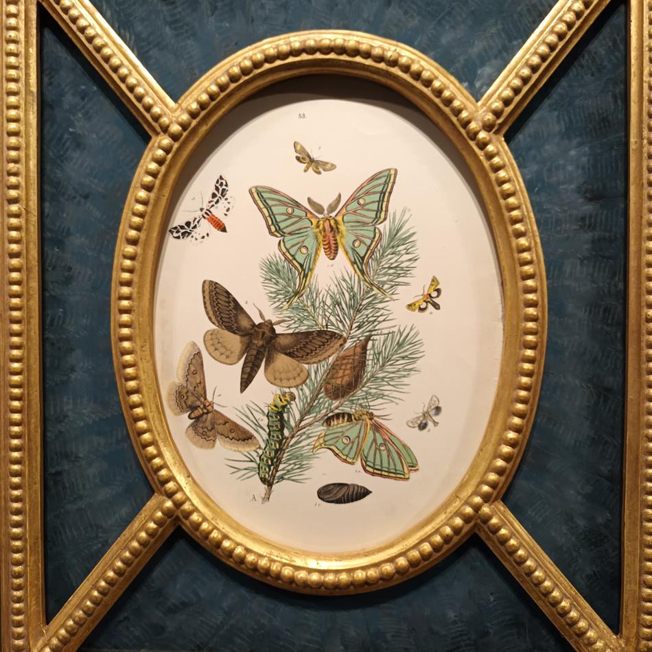 A Pair Of Framed 19th Century Butterfly Prints