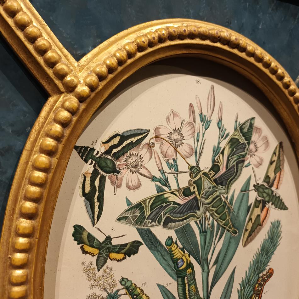 A Pair Of Framed 19th Century Butterfly Prints