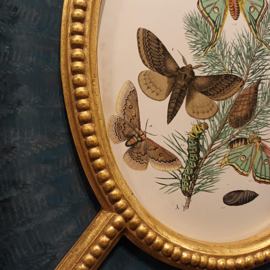 A Pair Of Framed 19th Century Butterfly Prints