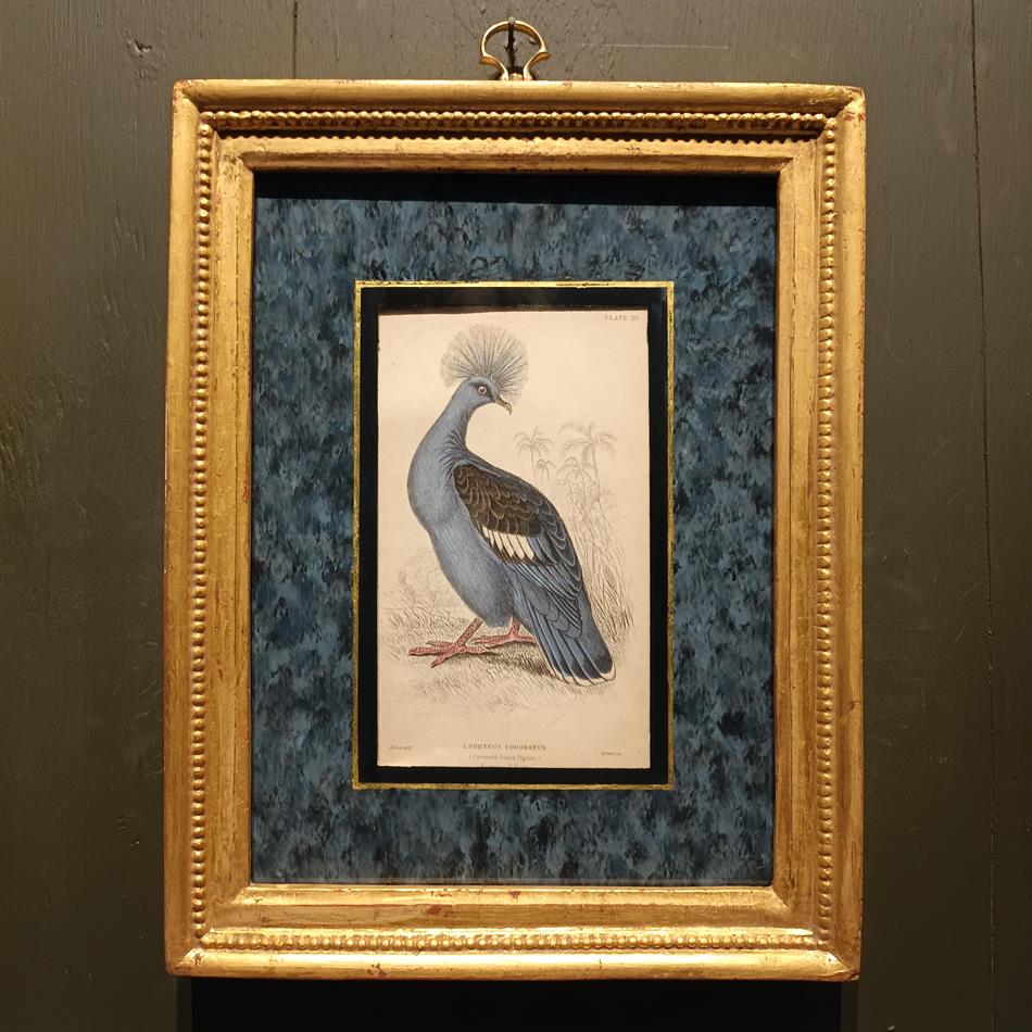 A Set Of 19th Century Framed Bird Engravings By Edward Lear
