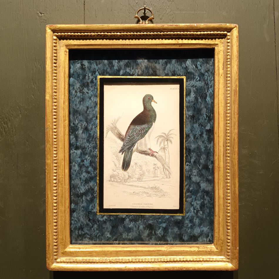A Set Of 19th Century Framed Bird Engravings By Edward Lear