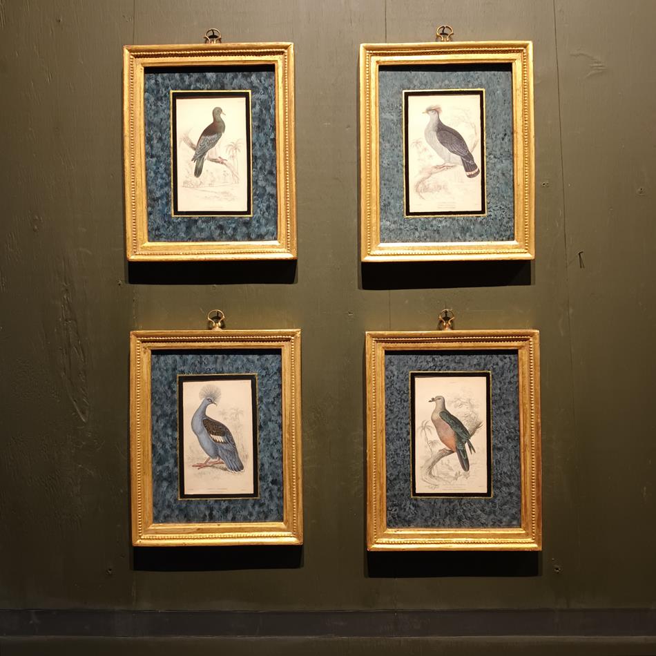 A Set Of 19th Century Framed Bird Engravings By Edward Lear