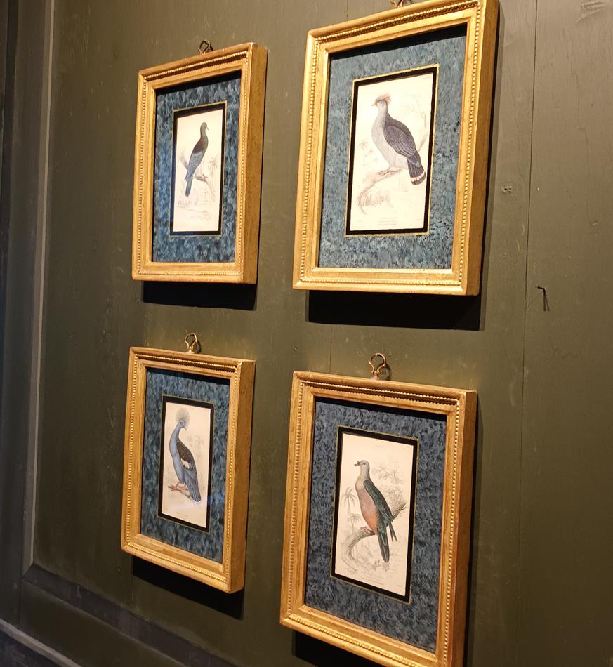 A Set Of 19th Century Framed Bird Engravings By Edward Lear