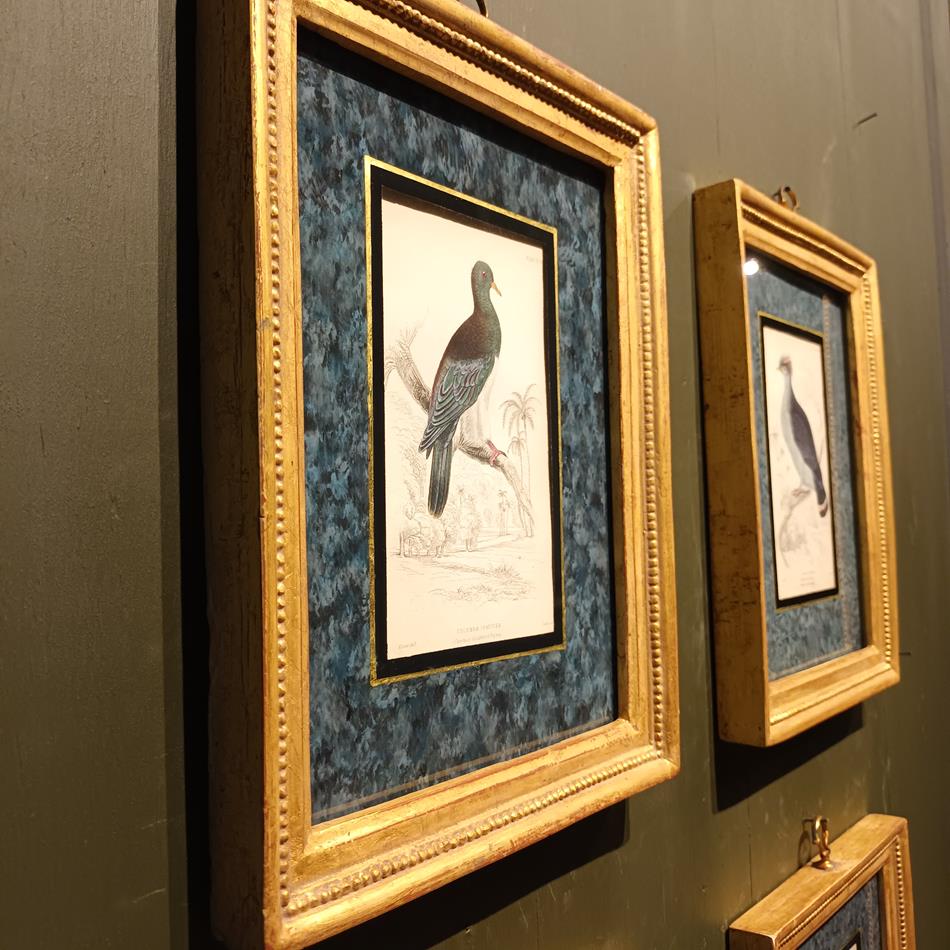 A Set Of 19th Century Framed Bird Engravings By Edward Lear