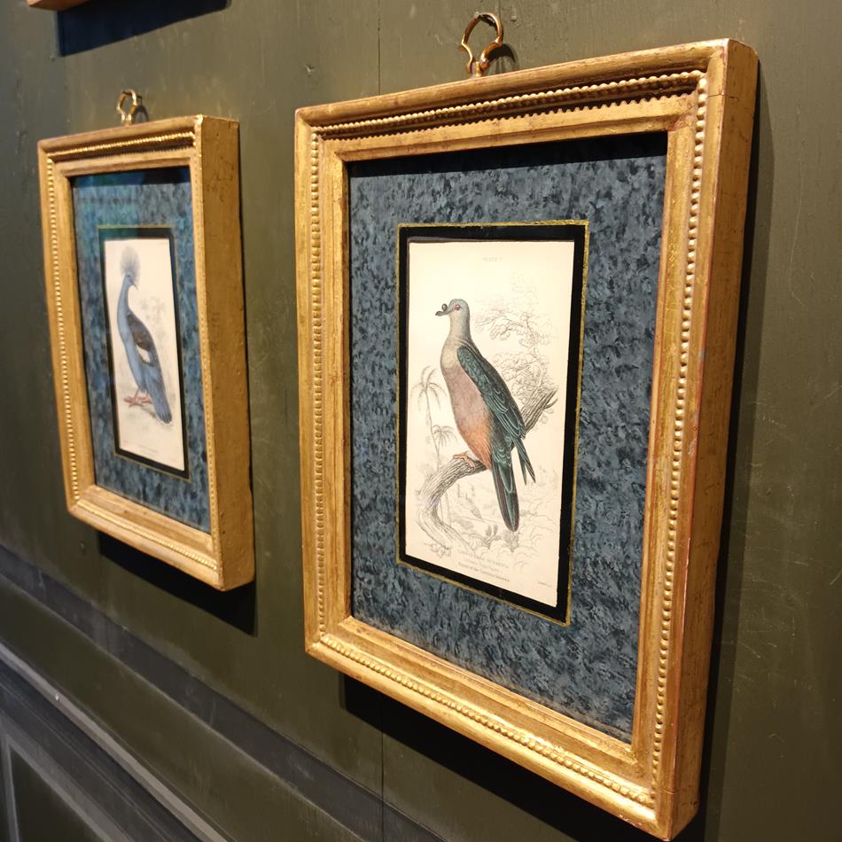 A Set Of 19th Century Framed Bird Engravings By Edward Lear