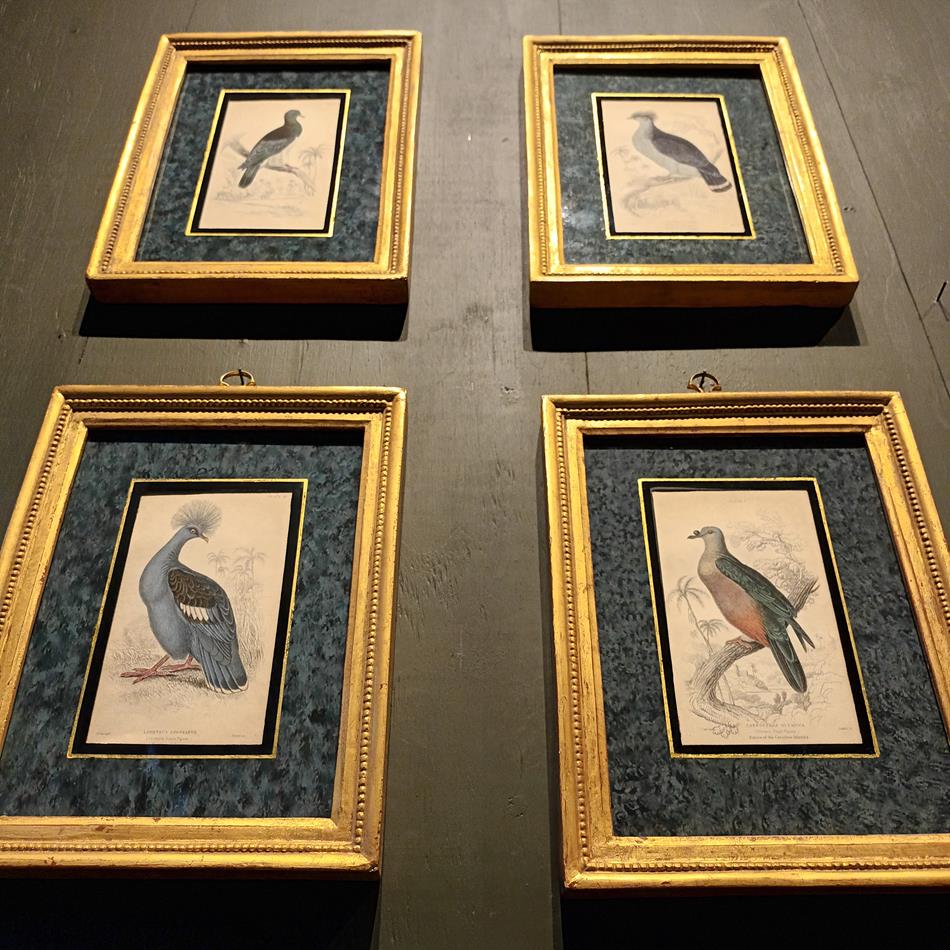 A Set Of 19th Century Framed Bird Engravings By Edward Lear