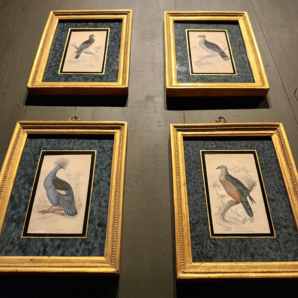 A Set Of 19th Century Framed Bird Engravings By Edward Lear