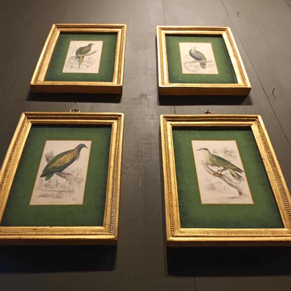 A Set Of 19th Century Framed Bird Engravings By Edward Lear