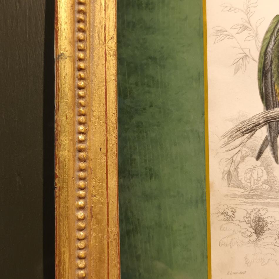 A Set Of 19th Century Framed Bird Engravings By Edward Lear