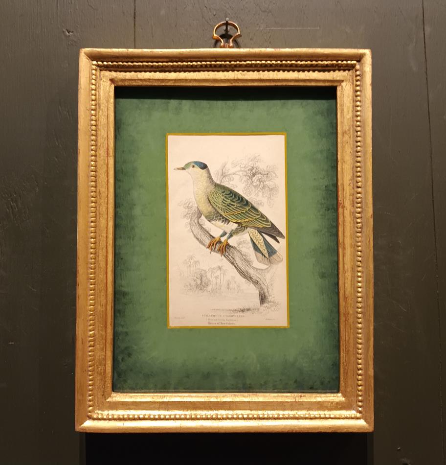 A Set Of 19th Century Framed Bird Engravings By Edward Lear