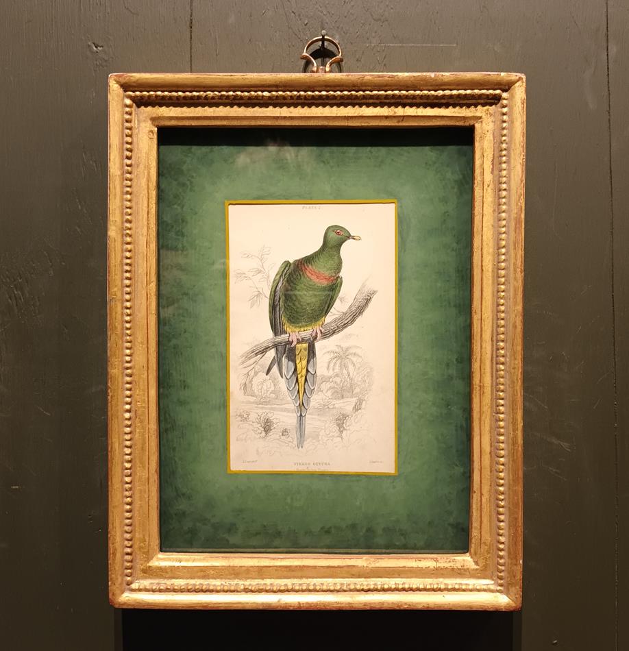 A Set Of 19th Century Framed Bird Engravings By Edward Lear