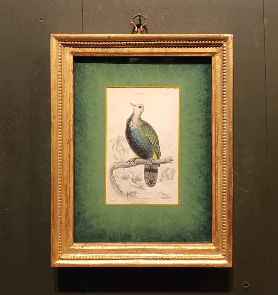 A Set Of 19th Century Framed Bird Engravings By Edward Lear