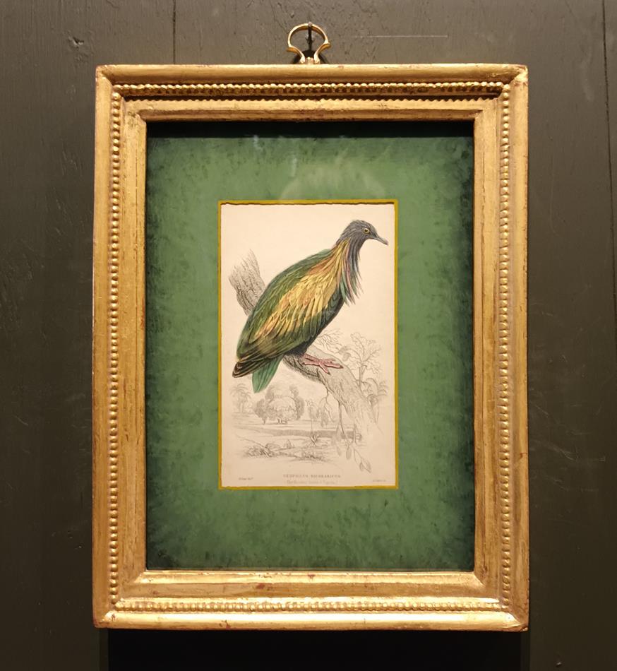 A Set Of 19th Century Framed Bird Engravings By Edward Lear