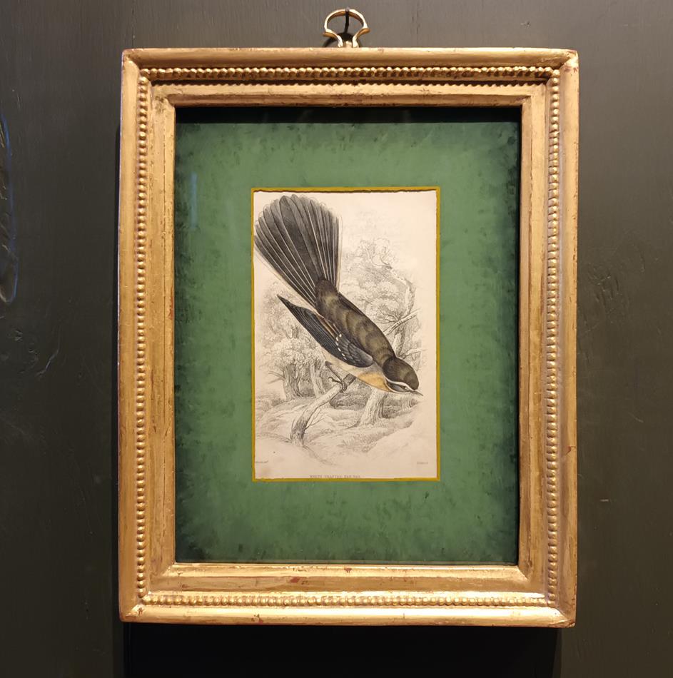 A Set Of 19th Century Framed Bird Engravings By William Swainson
