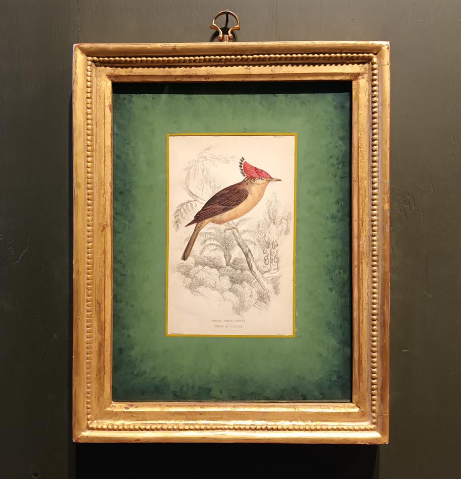 A Set Of 19th Century Framed Bird Engravings By William Swainson