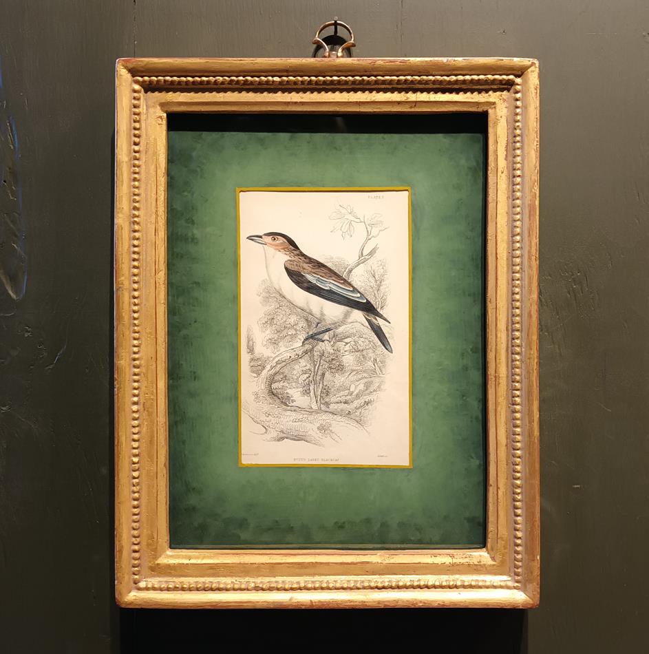 A Set Of 19th Century Framed Bird Engravings By William Swainson