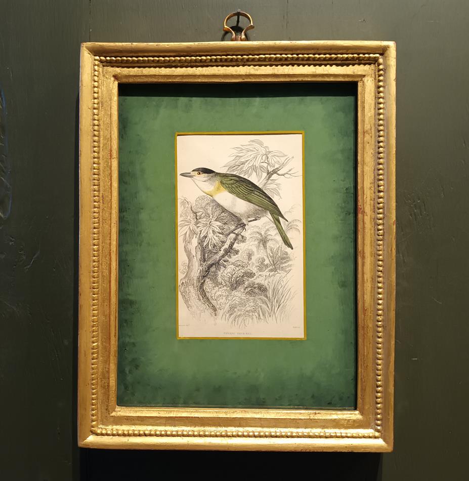 A Set Of 19th Century Framed Bird Engravings By William Swainson