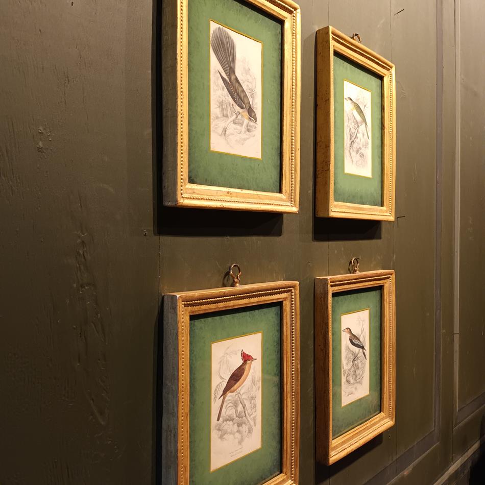A Set Of 19th Century Framed Bird Engravings By William Swainson