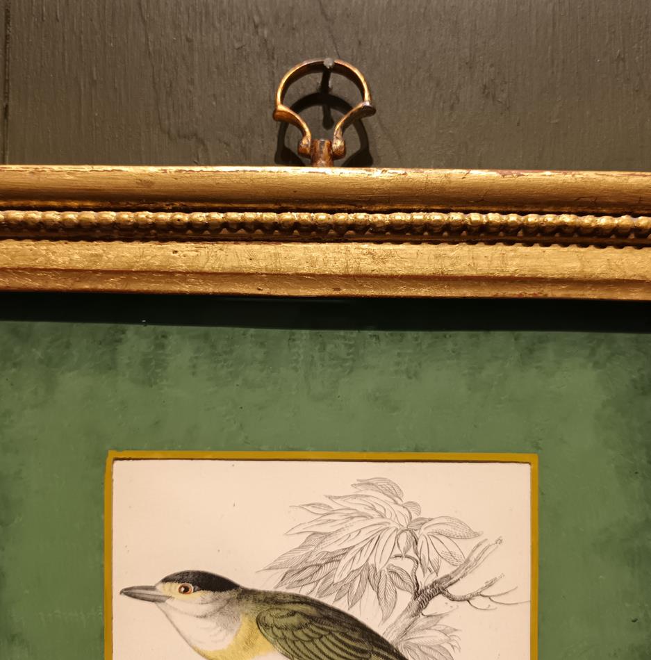 A Set Of 19th Century Framed Bird Engravings By William Swainson
