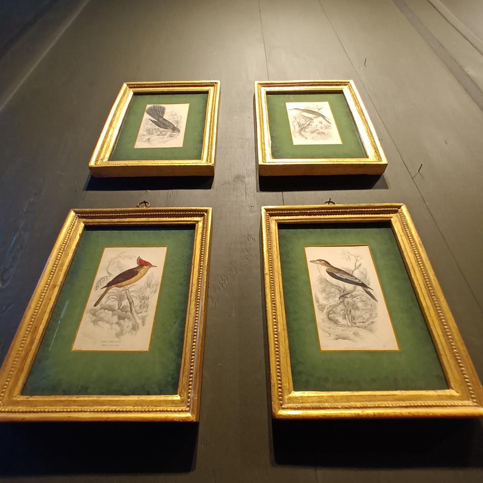 A Set Of 19th Century Framed Bird Engravings By William Swainson