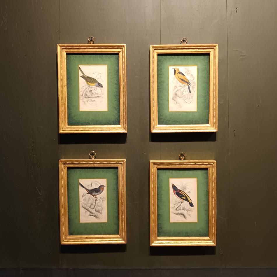 A Set Of 19th Century Framed Bird Engravings By William Swainson