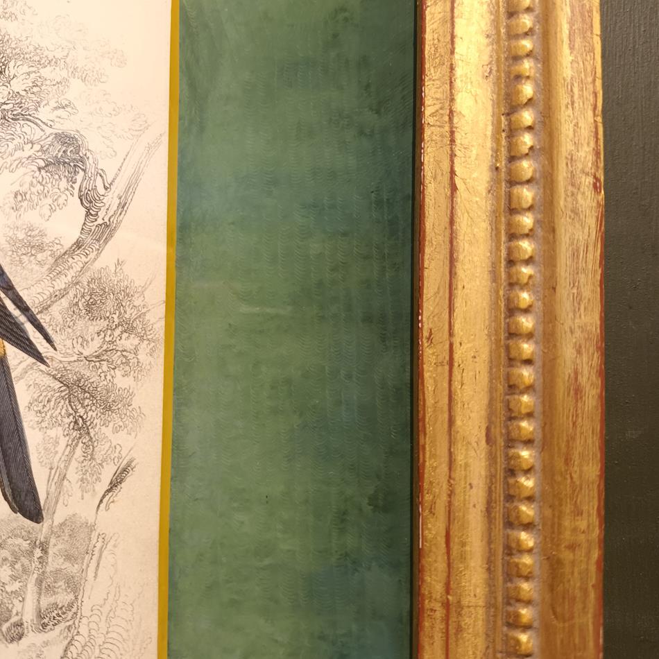 A Set Of 19th Century Framed Bird Engravings By William Swainson