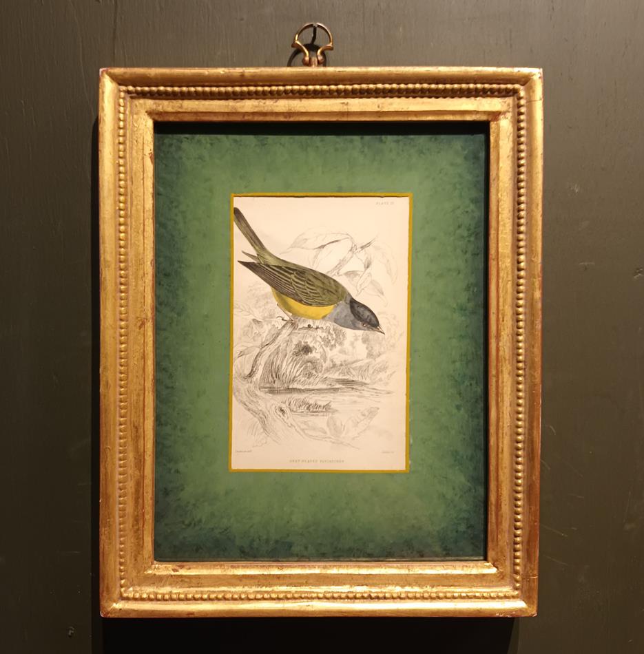 A Set Of 19th Century Framed Bird Engravings By William Swainson