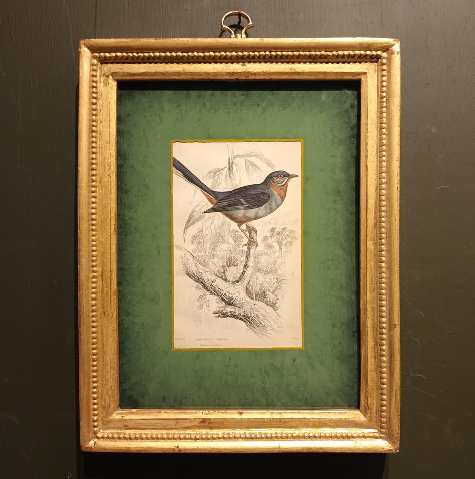 A Set Of 19th Century Framed Bird Engravings By William Swainson