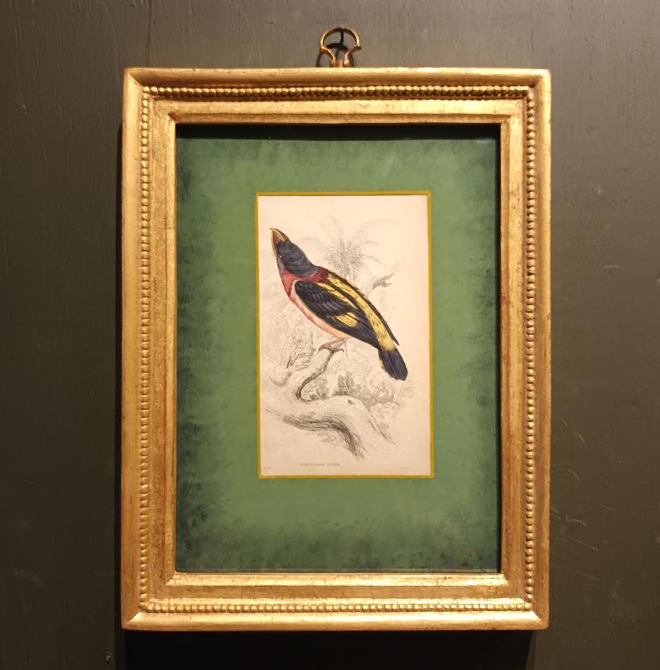 A Set Of 19th Century Framed Bird Engravings By William Swainson