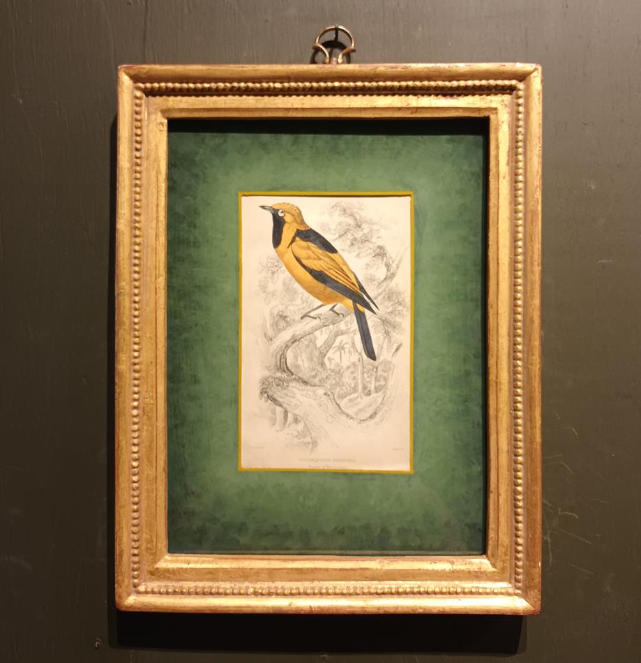 A Set Of 19th Century Framed Bird Engravings By William Swainson