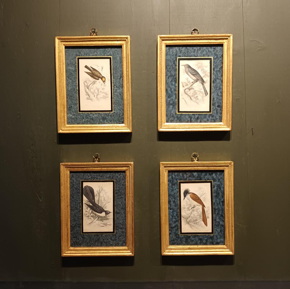 A Set Of 19th Century Framed Bird Engravings By William Swainson