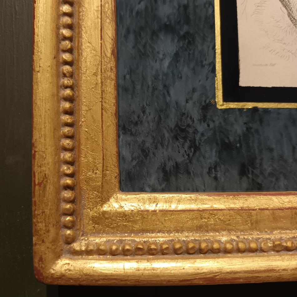 A Set Of 19th Century Framed Bird Engravings By William Swainson