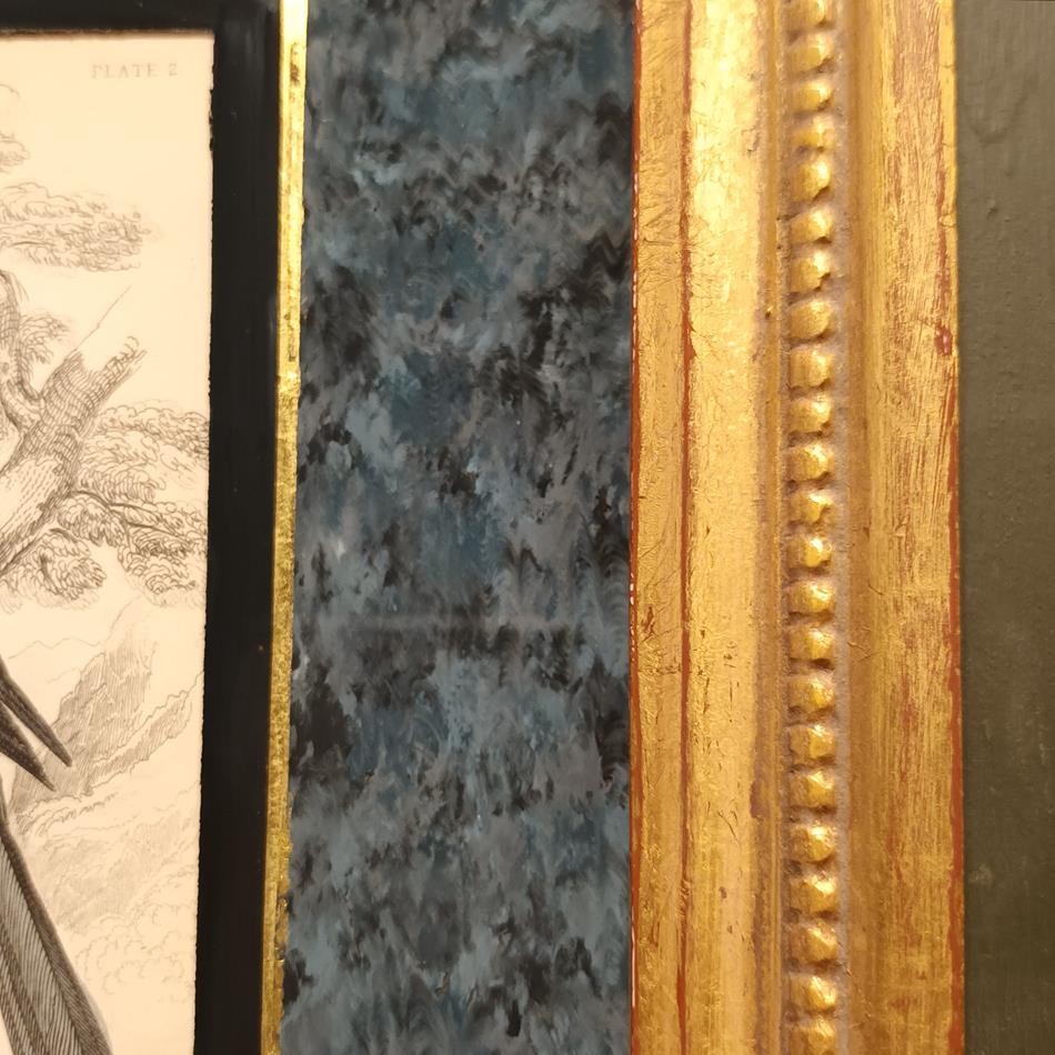 A Set Of 19th Century Framed Bird Engravings By William Swainson