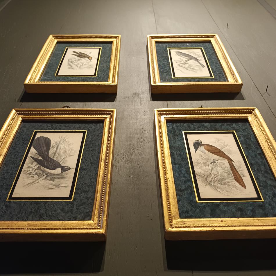 A Set Of 19th Century Framed Bird Engravings By William Swainson