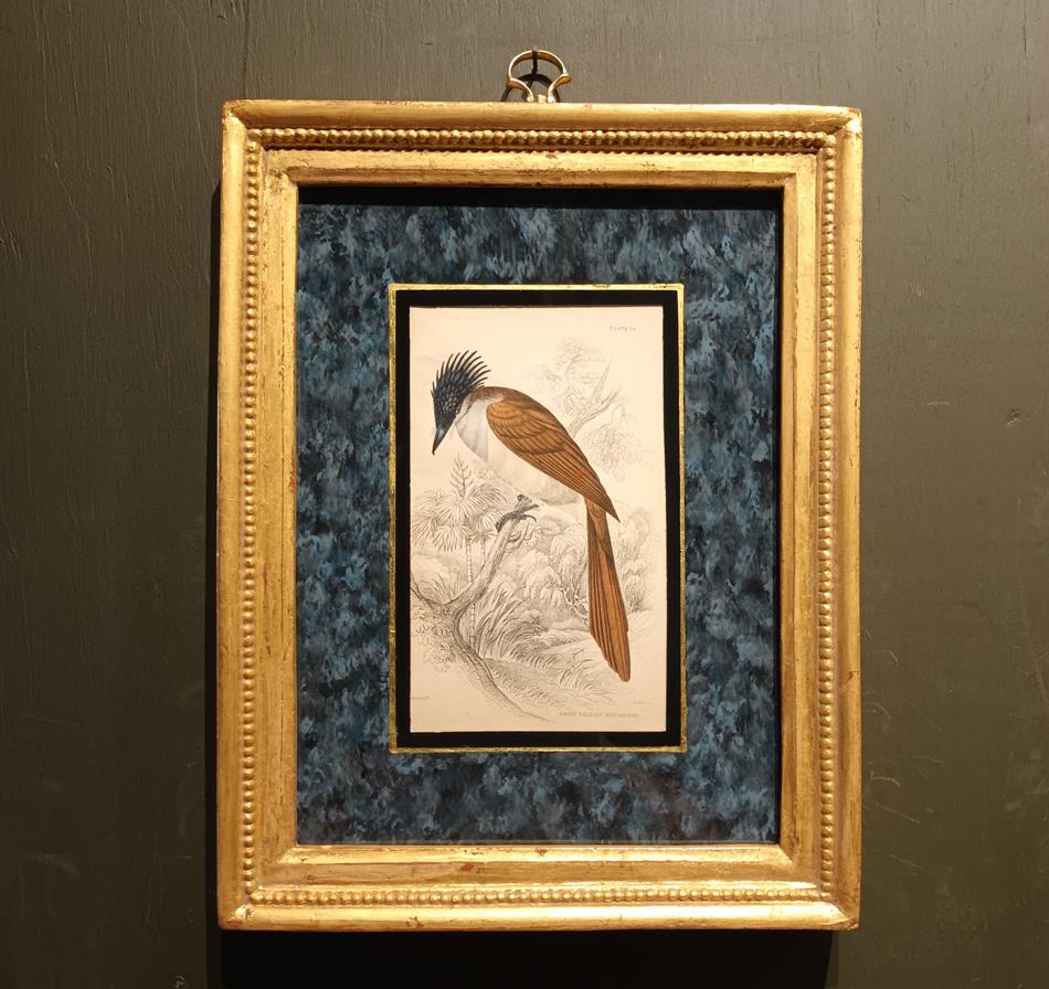 A Set Of 19th Century Framed Bird Engravings By William Swainson