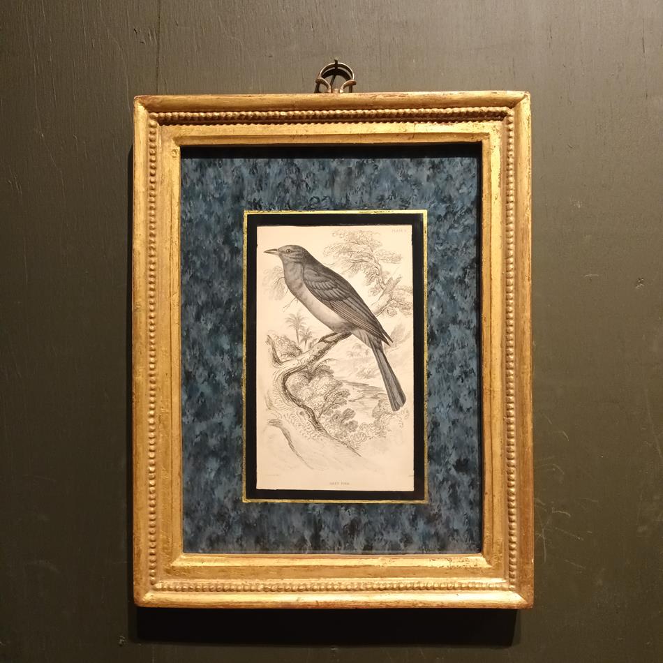 A Set Of 19th Century Framed Bird Engravings By William Swainson