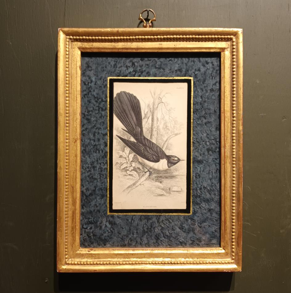 A Set Of 19th Century Framed Bird Engravings By William Swainson